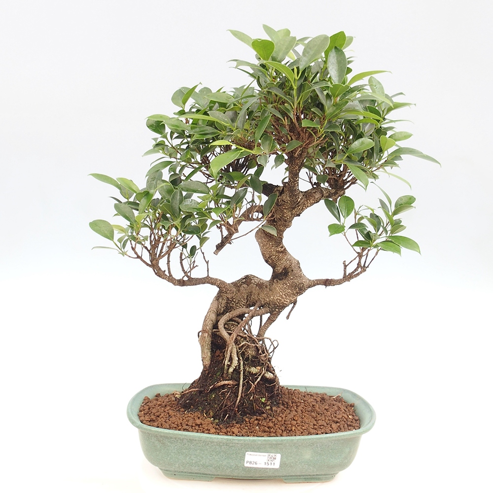 Szobai bonsai - Ficus kimmen - kislevelű fikusz