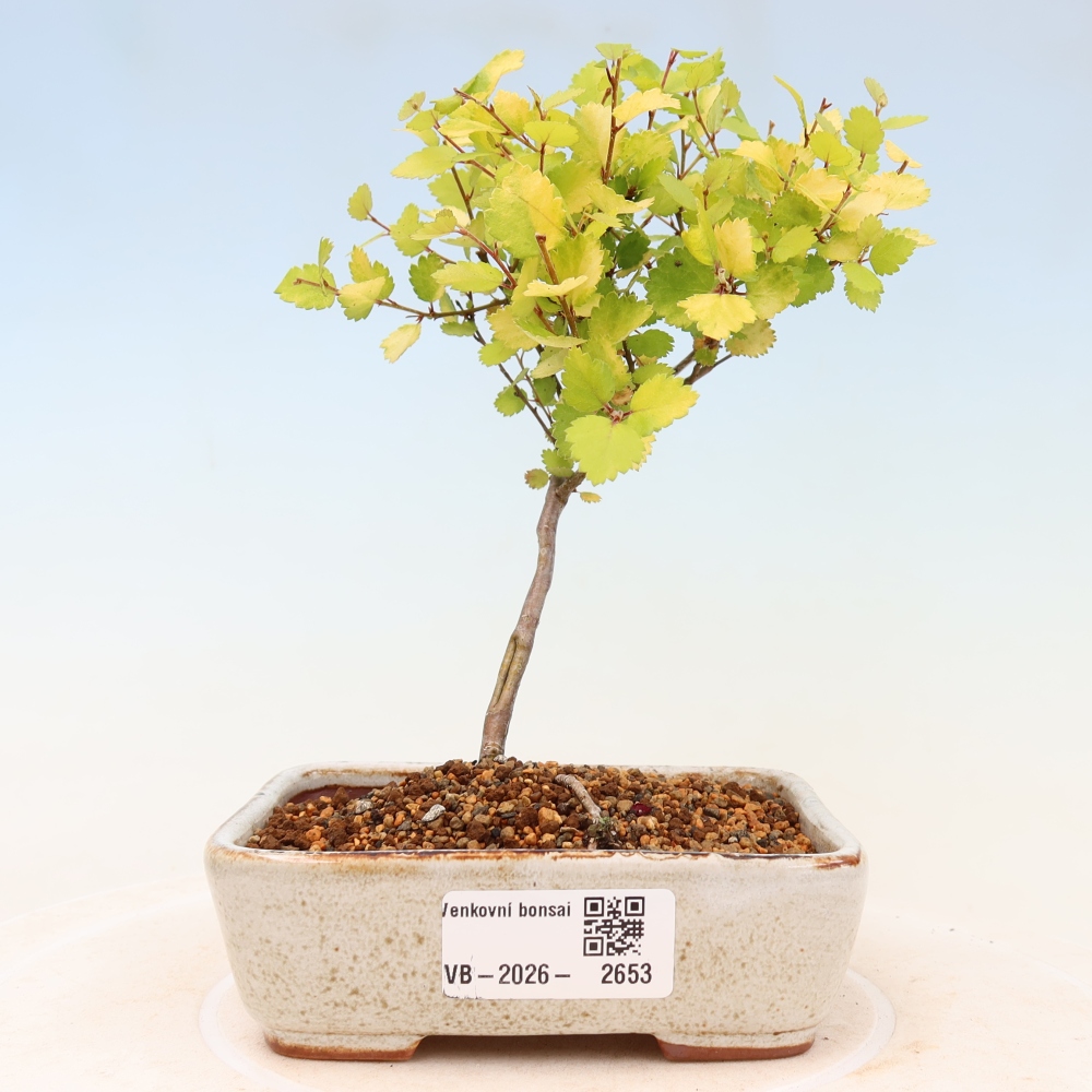 Kültéri bonsai – törpe nyír – Betula NANA Golden Treasure