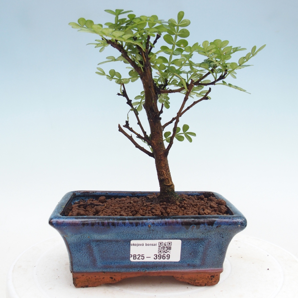 Szobai bonsai - Zantoxylum piperitum - borsfa