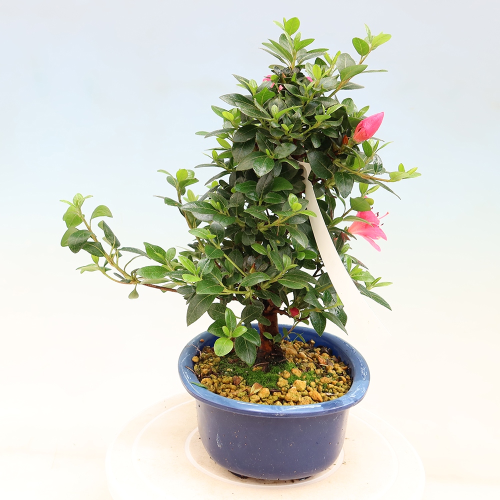 Kültéri bonsai - Japán azálea - Azalea Kobai