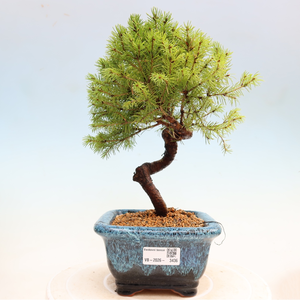 Kültéri bonsai – Szürke lucfenyő – Picea glauca globe