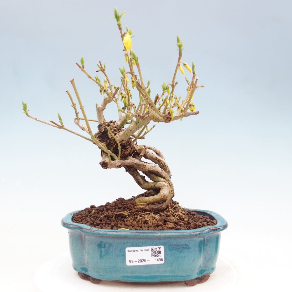 Kültéri bonsai - Zlatice - Forsythia koreana