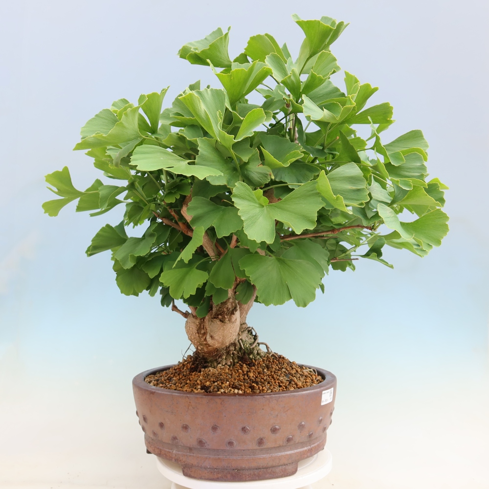 Kültéri bonsai - Ginkgo biloba - Ginkgo biloba