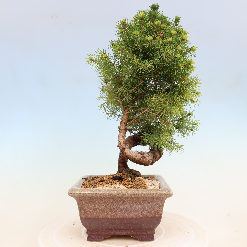 Kültéri bonsai - lucfenyő - Picea glauca globe