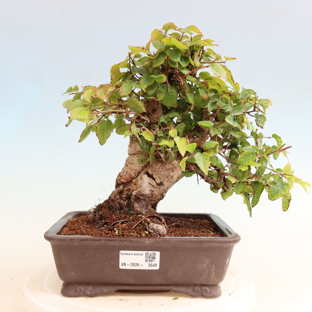 Kültéri bonsai -Carpinus CARPINOIDES - Koreai gyertyánfa