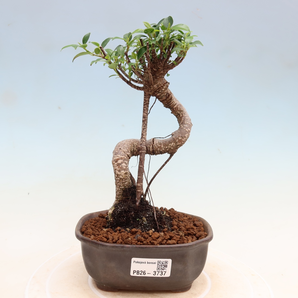 Szobai bonsai - Ficus kimmen - kislevelű fikusz