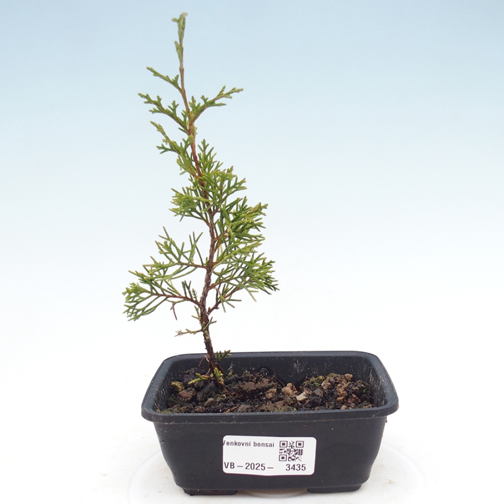 Kültéri bonsai - Juniperus chinensis Itoigawa