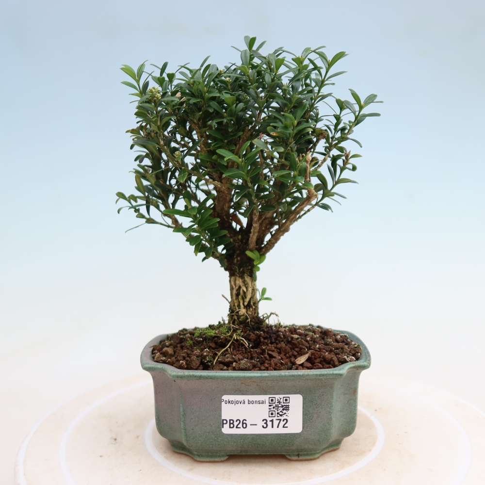 Szobai bonsai - Buxus harlandii - parafa buxus