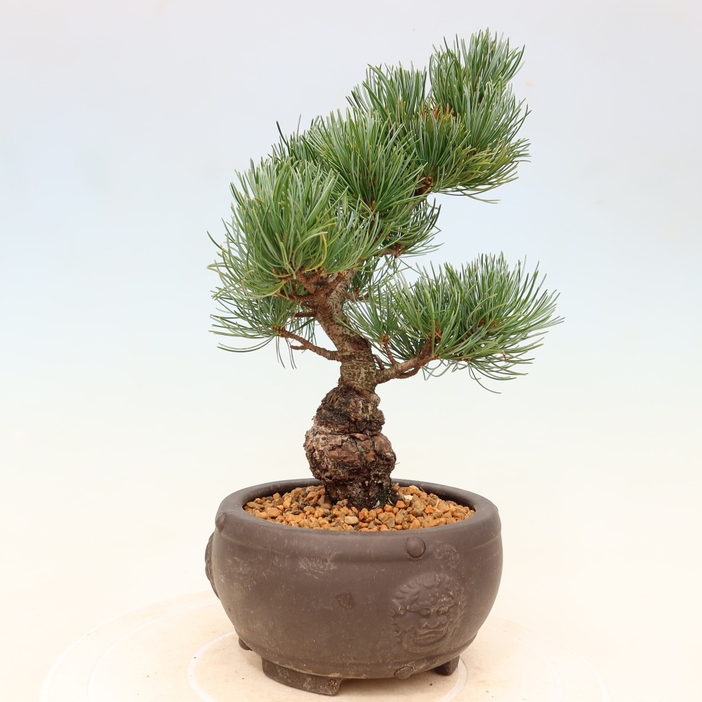 Kültéri bonsai - Pinus parviflora - Pinus parviflora