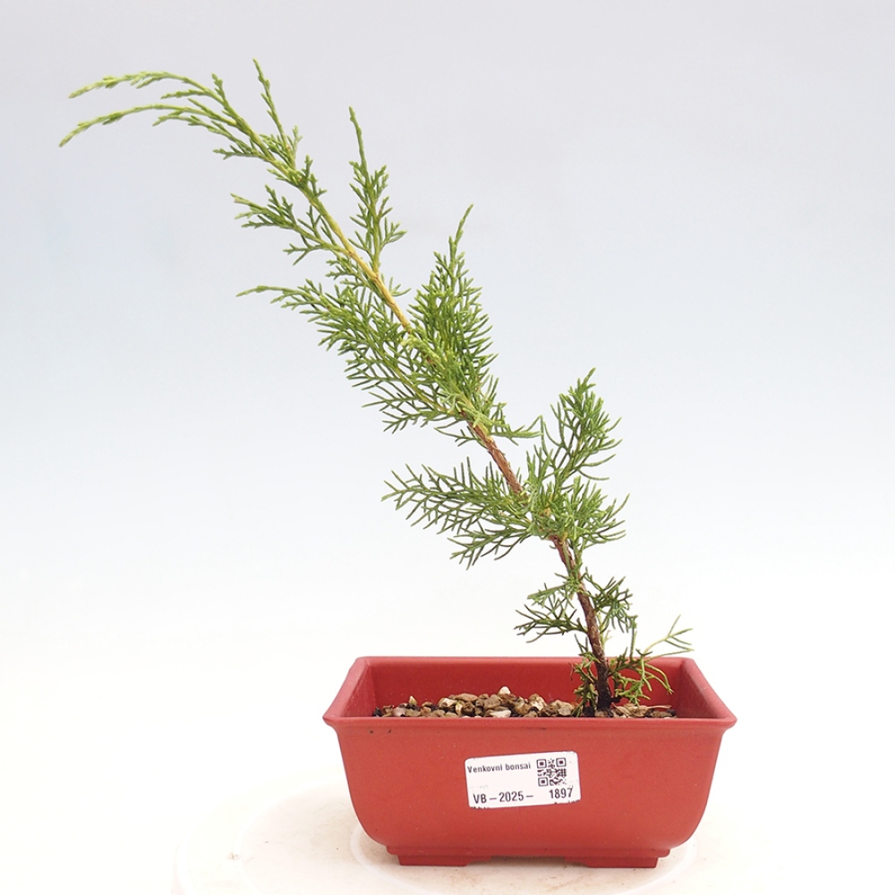 Kültéri bonsai - Juniperus chinensis Itoigawa