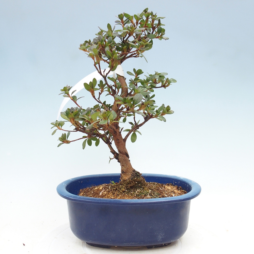 Kültéri bonsai - Japán azálea - Azalea Kobai