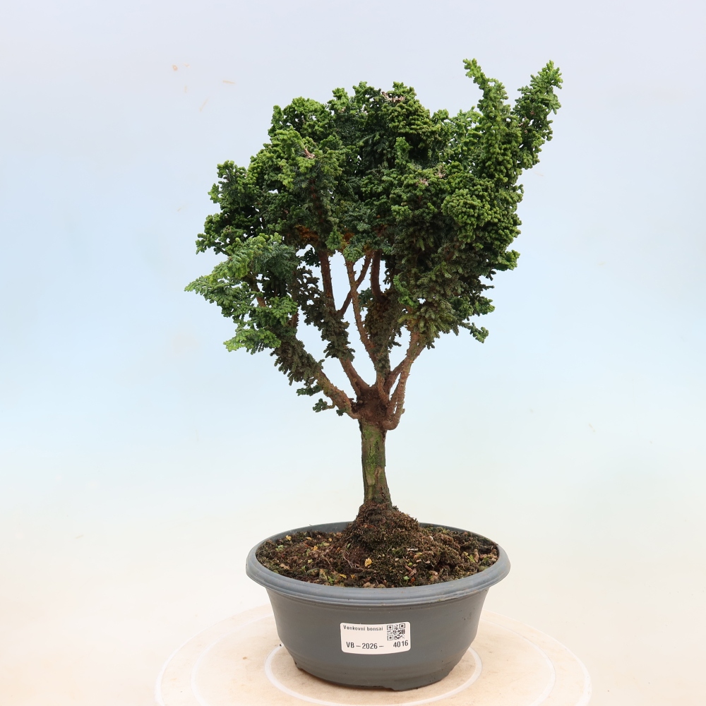 Kültéri bonsai - Cham. obtusa SEKKA HINOKI - Cifra ciprus