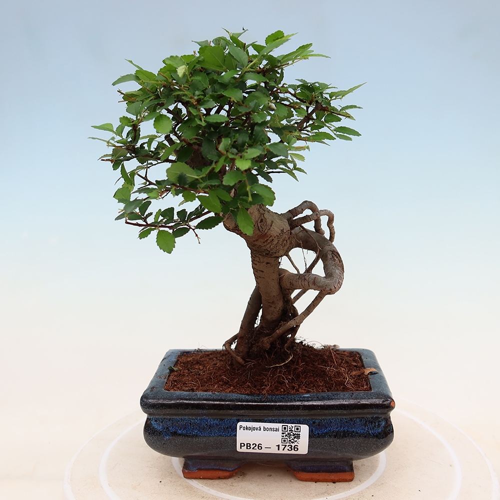 Szobai bonsai - Ulmus parvifolia - Kislevelű szilfa
