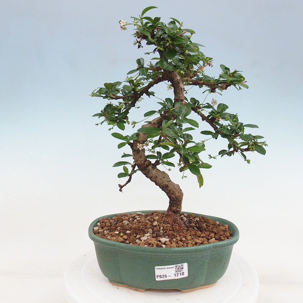 Szobai bonsai - Carmona macrophylla - Tea fuki