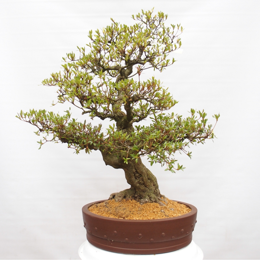 Kültéri bonsai - Japán azálea - Azalea Kotobukietsu