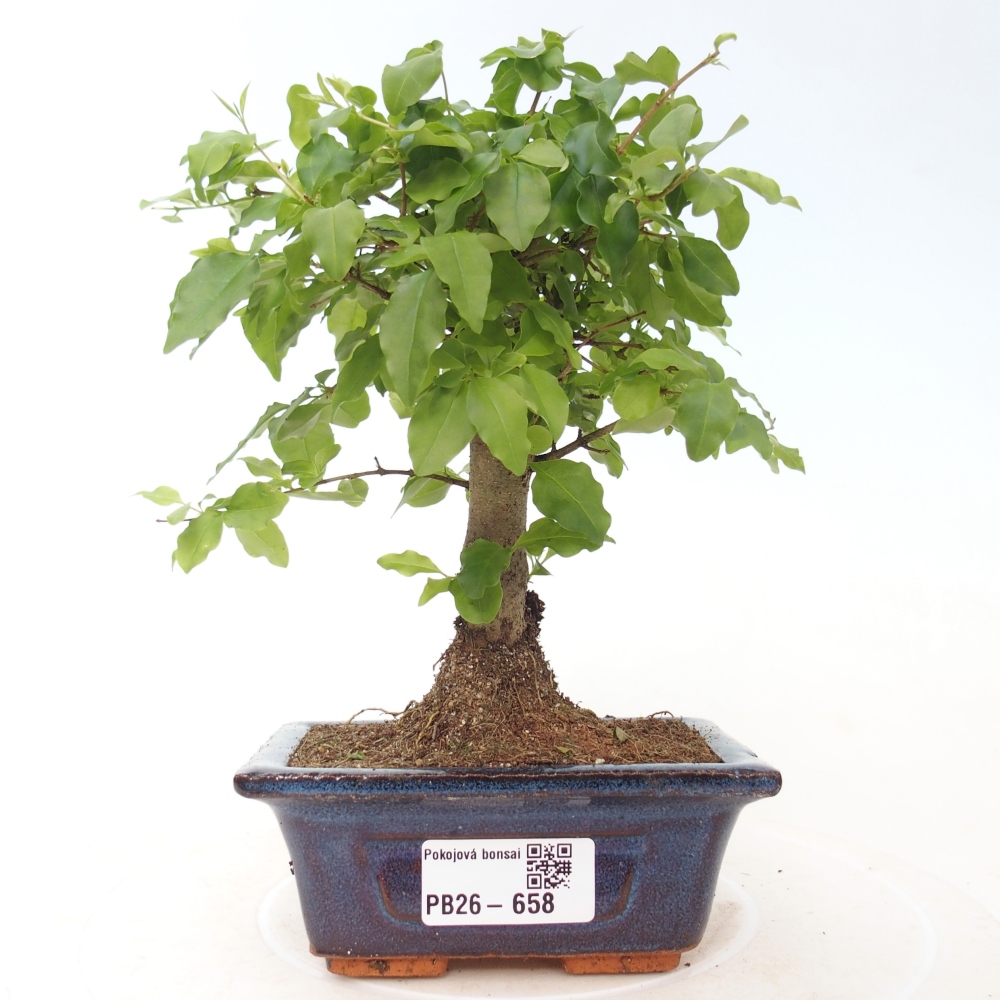 Szobai bonsai -Ligustrum chinensis - Madárcsőr