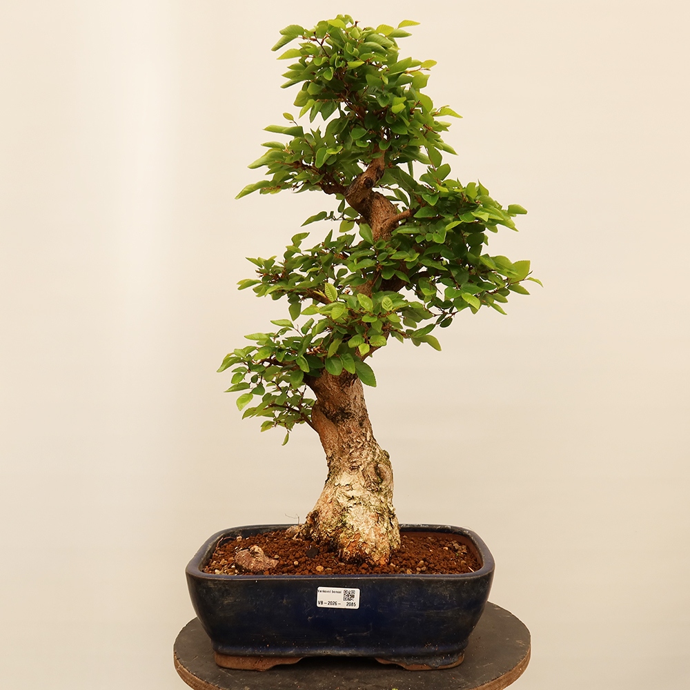 Kültéri bonsai -Carpinus Coreana - Koreai gyertyánfa