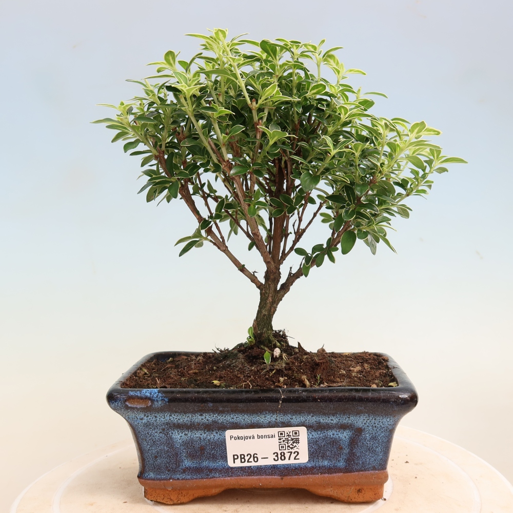 Szobai bonsai - Serissa foetida Variegata - Az ezer csillag fája