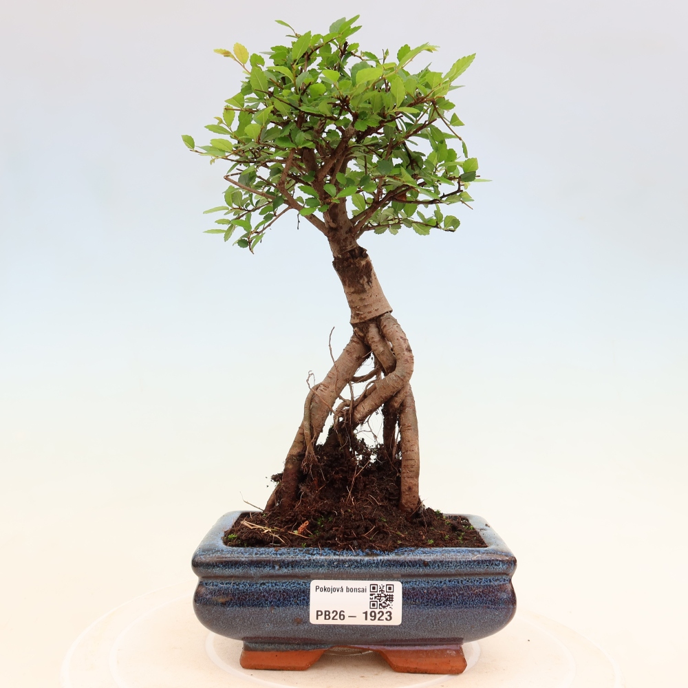 Szobai bonsai - Ulmus parvifolia - Kislevelű szilfa