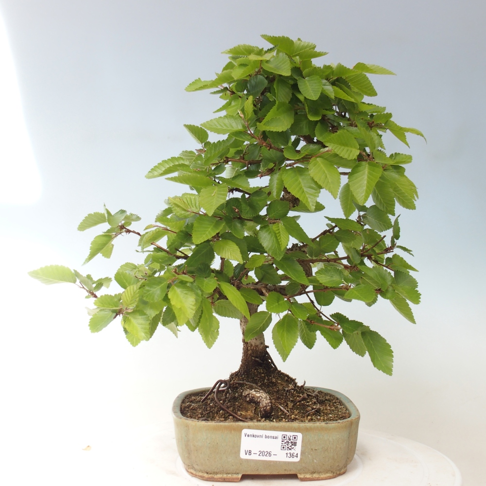 Kültéri bonsai -Carpinus CARPINOIDES - Koreai gyertyánfa