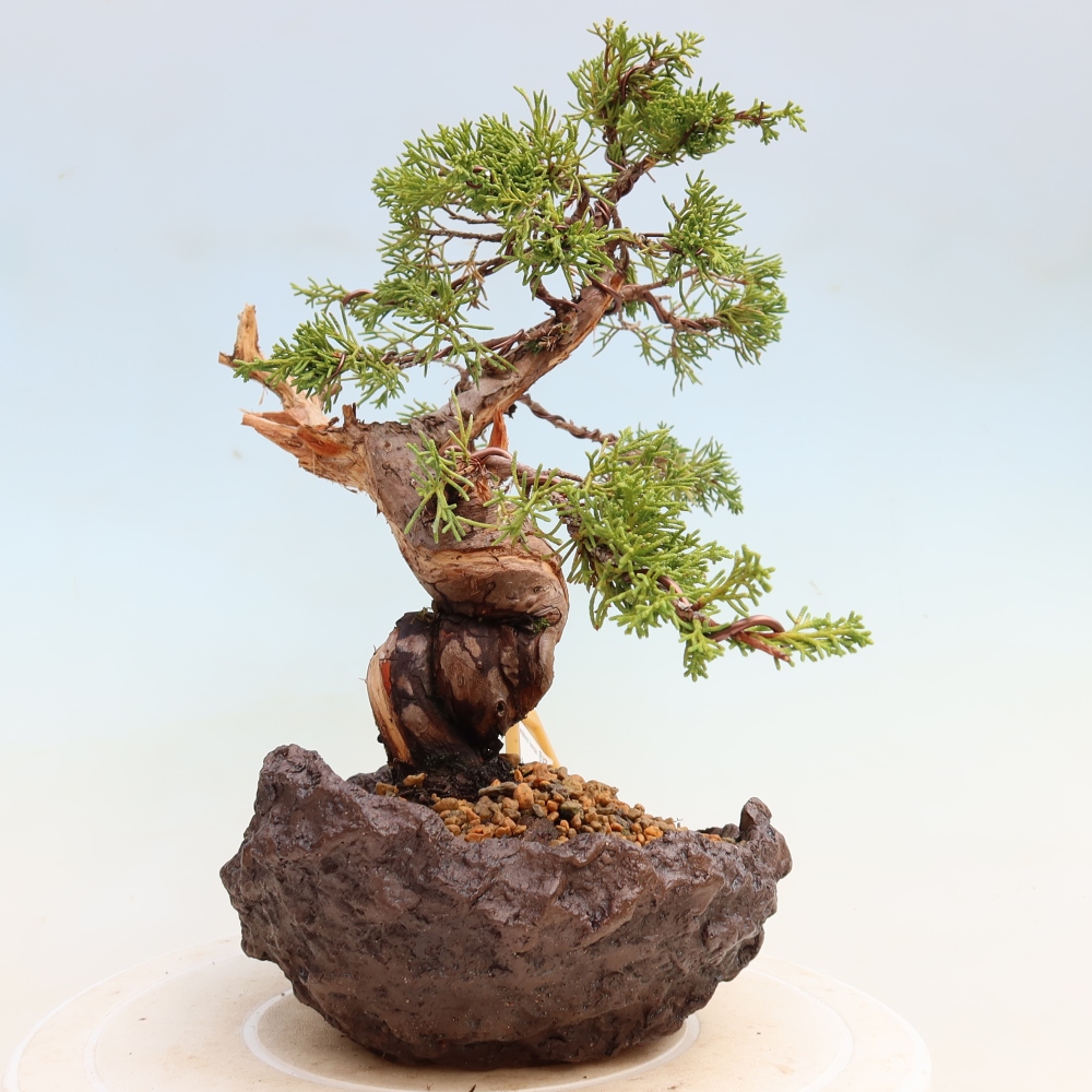 Kültéri bonsai - Juniperus chinensis Itoigawa-Juniperus chinensis