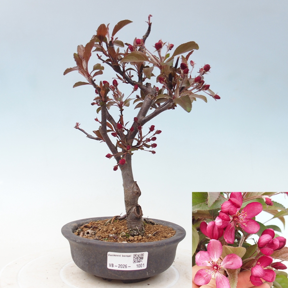 Kültéri bonsai -Malus domestica - Kis gyümölcsű piros levelű almafa