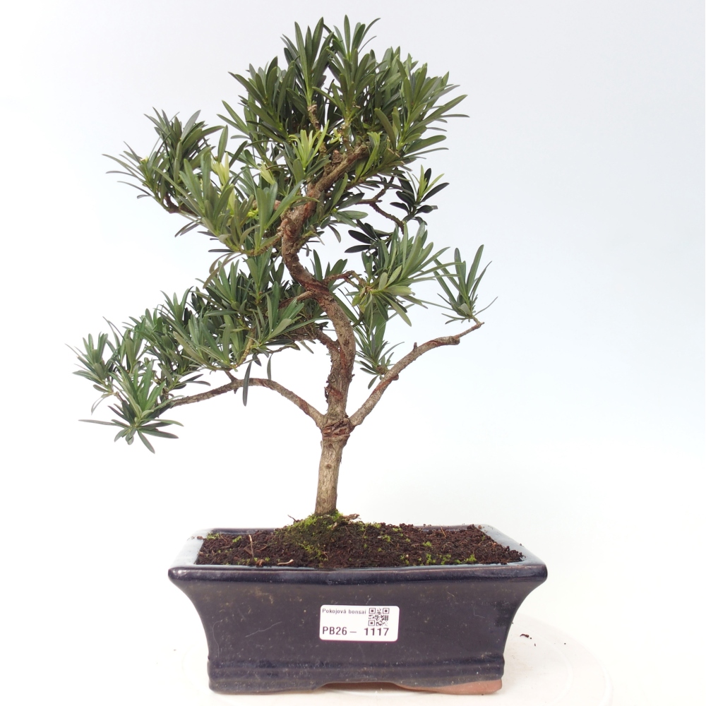Szobai bonsai - Podocarpus - Kőtiszafa