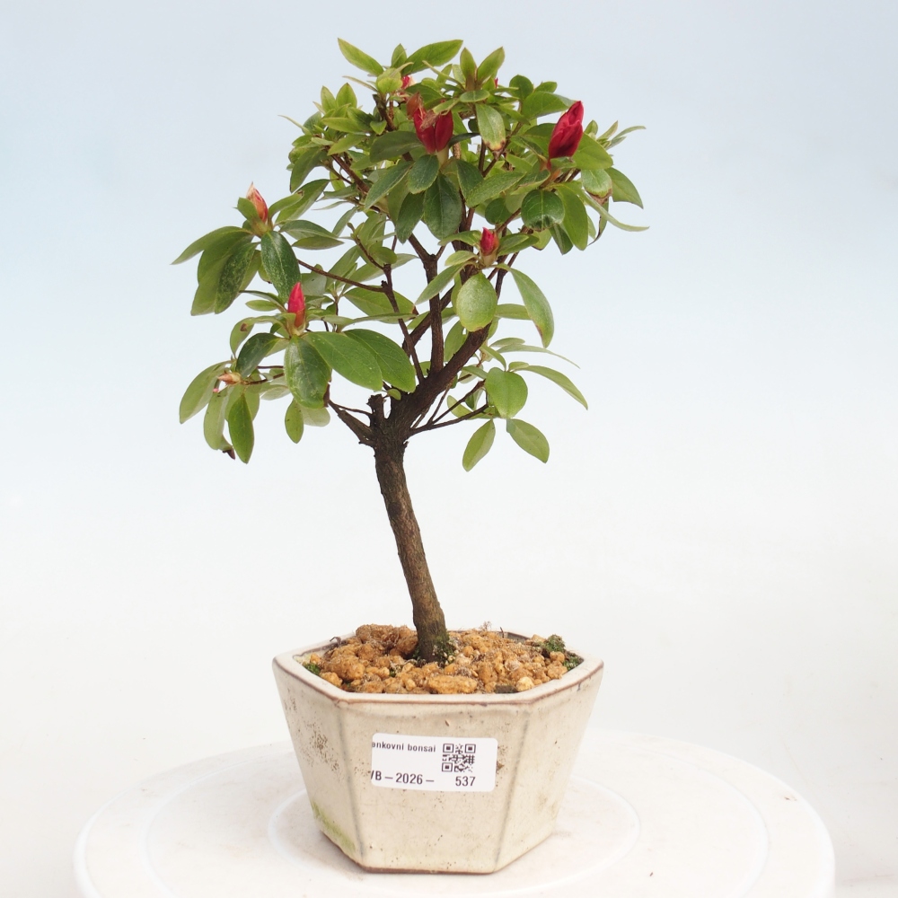 Kültéri bonsai - japán azálea - Azalea sp.