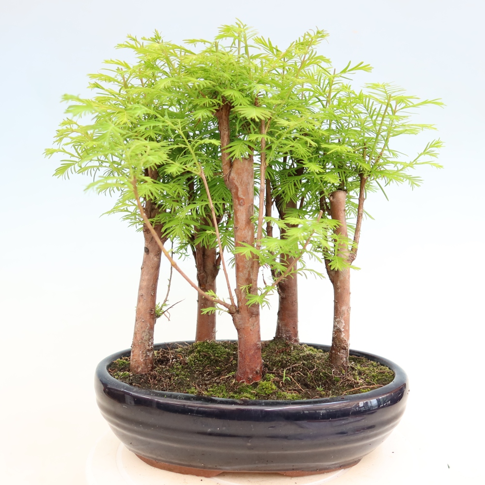 Kültéri bonsai – Metasequoia glyptostroboides – kínai metasequoia – kis erdő