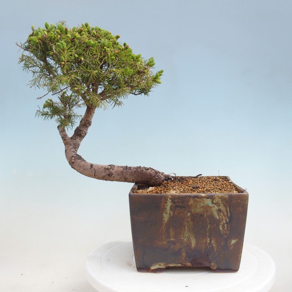 Kültéri bonsai - lucfenyő - Picea glauca globe