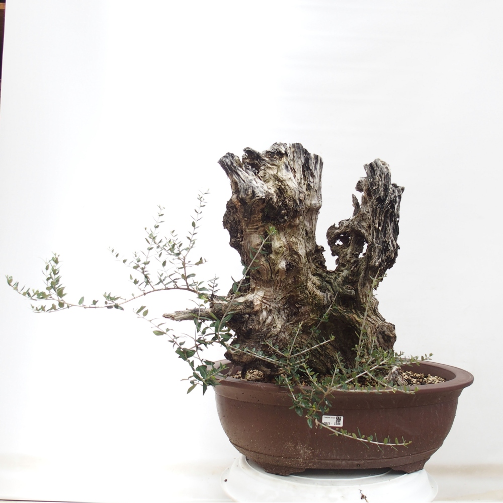 Beltéri bonsai - Olea europaea sylvestris