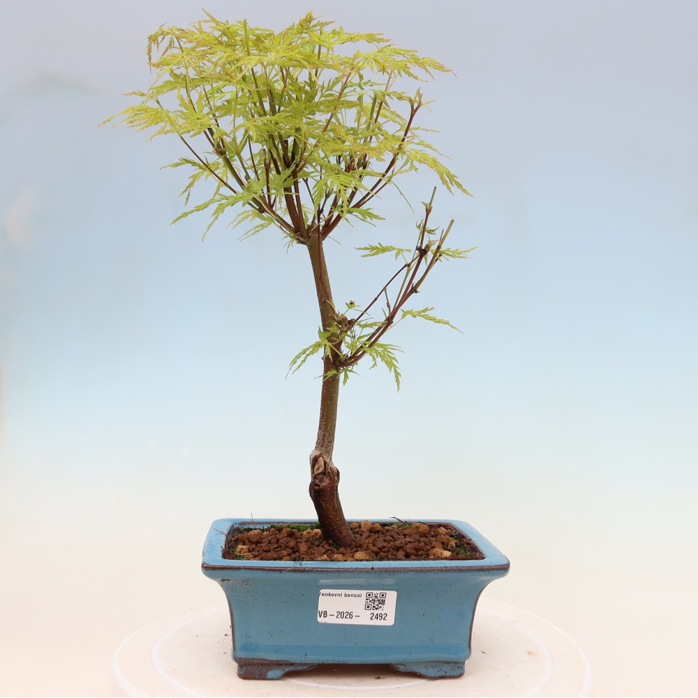 Kültéri bonsai - Acer palmatum Dissectum