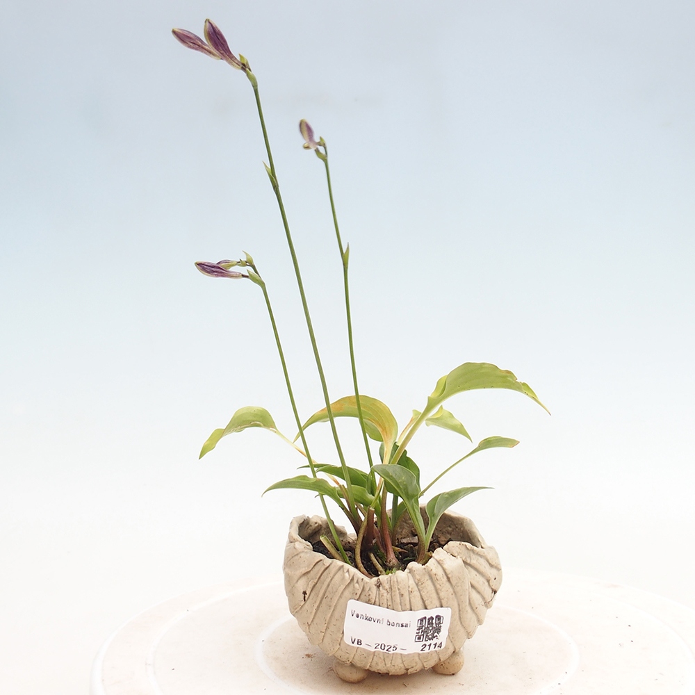 Kültéri bonsai - Mini Hosta - Bohyška