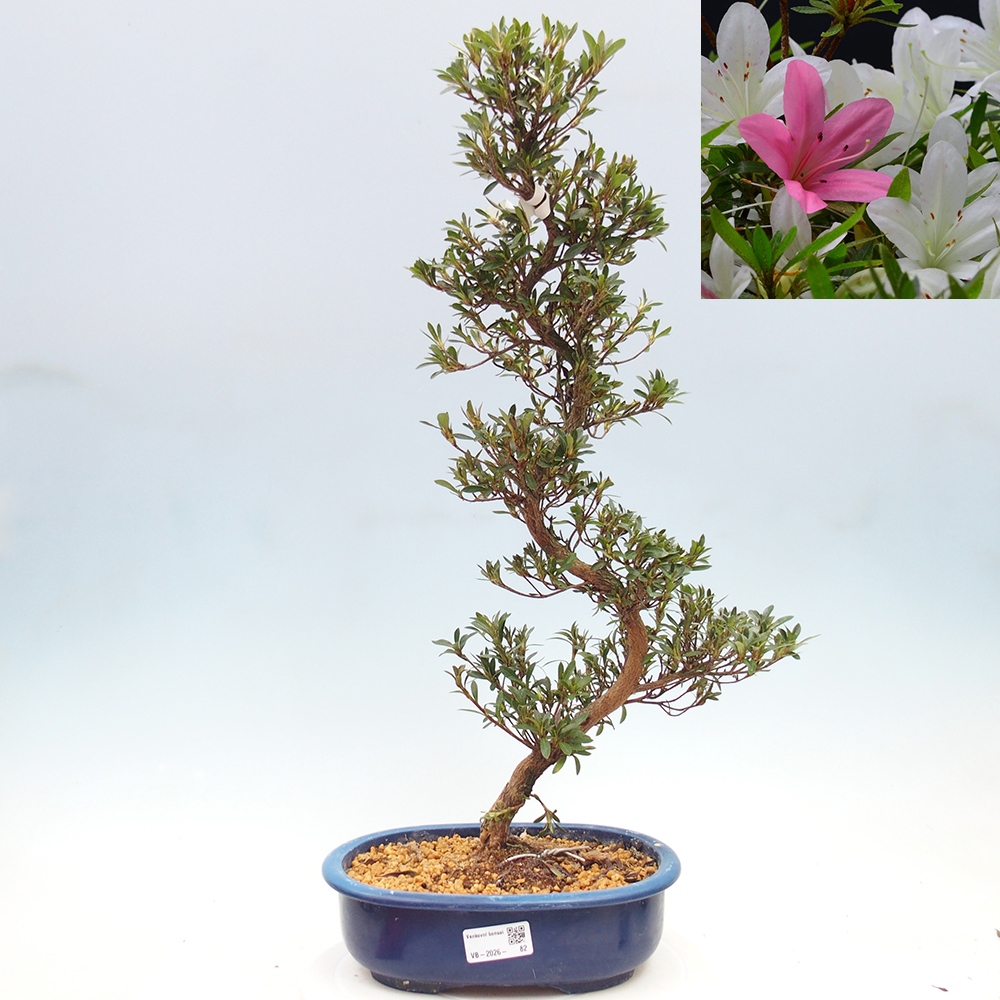 Kültéri bonsai - Japán azálea - Azalea Hakurin