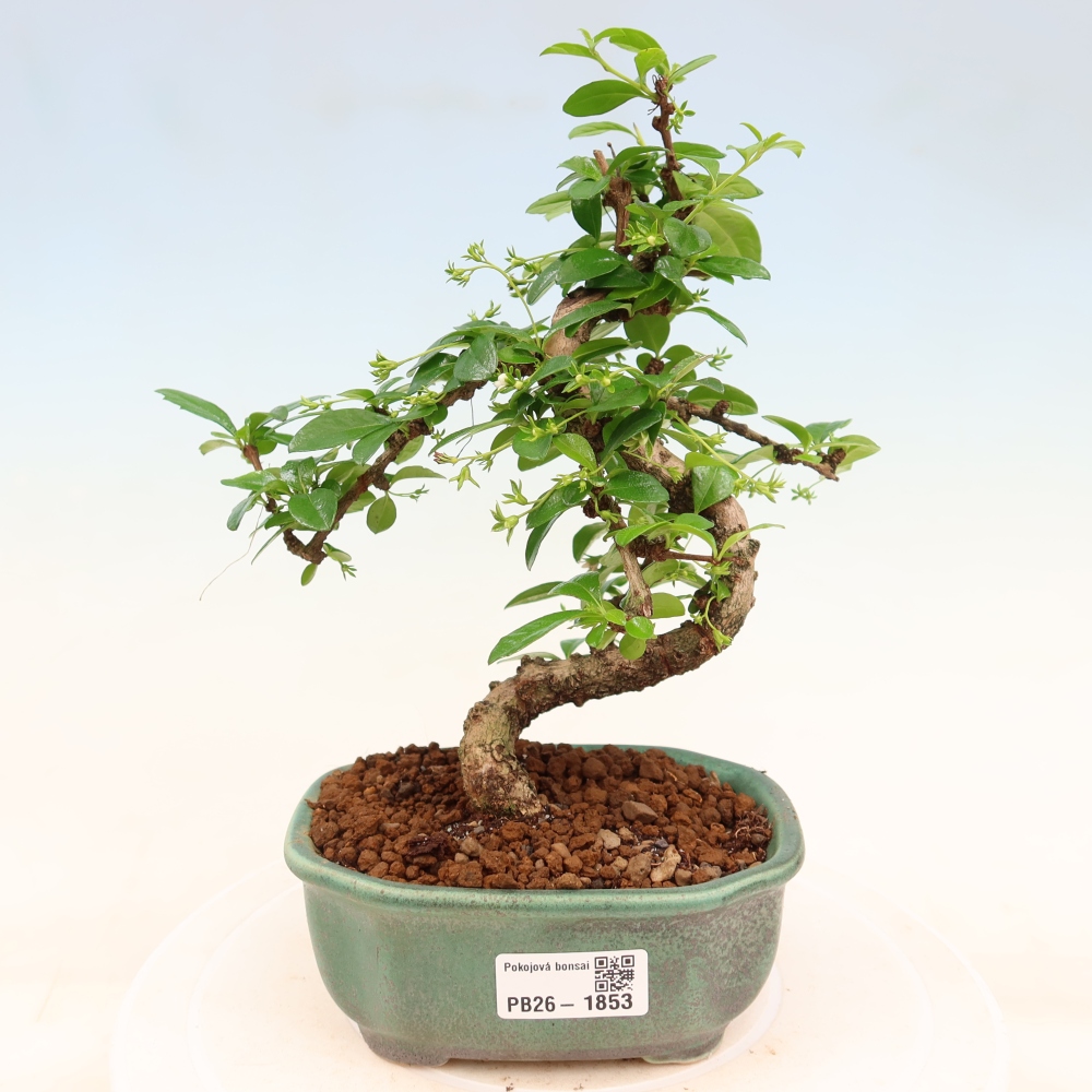 Szobai bonsai - Carmona macrophylla - Tea fuki