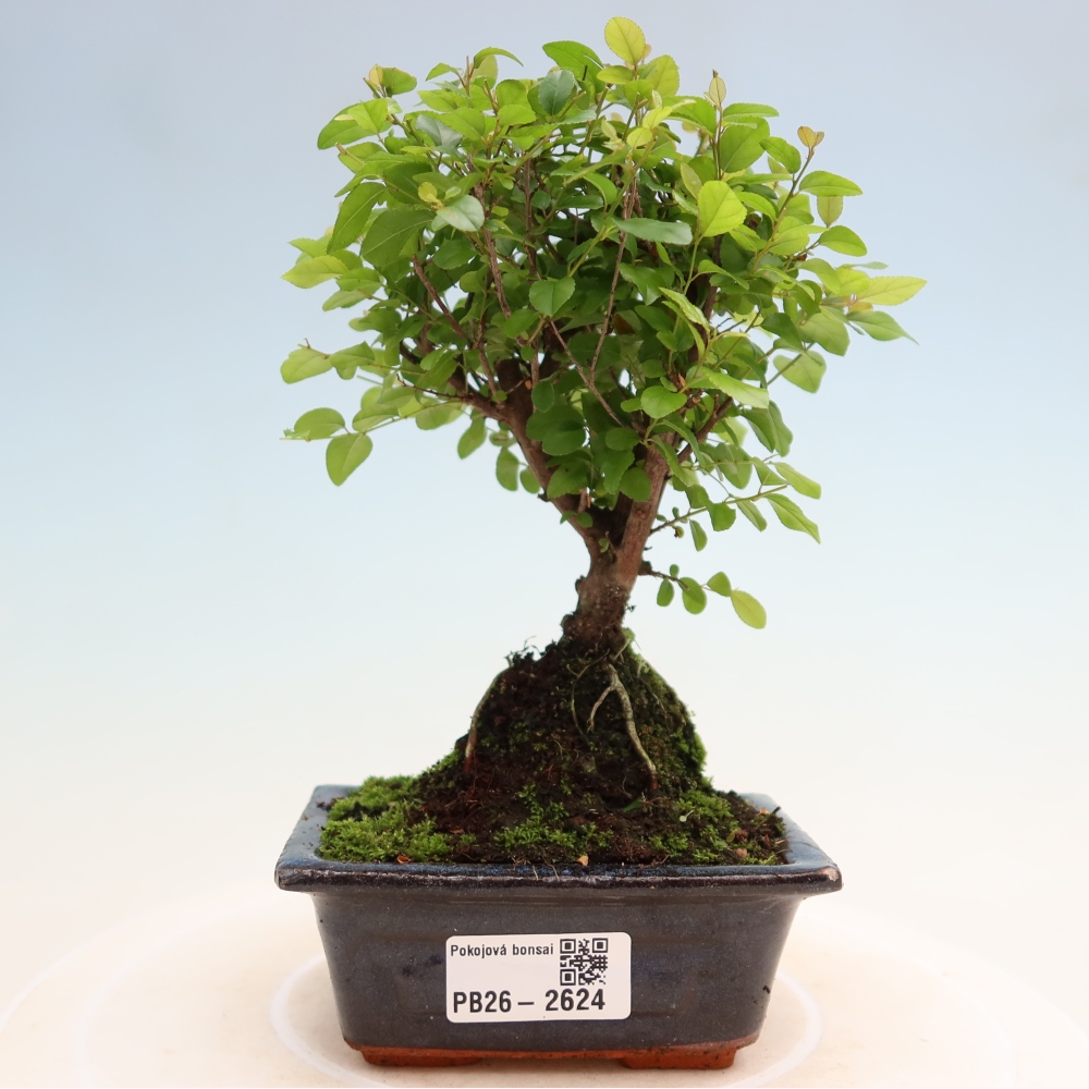 Szobai bonsai - Sageretia thea - Sageretia thea