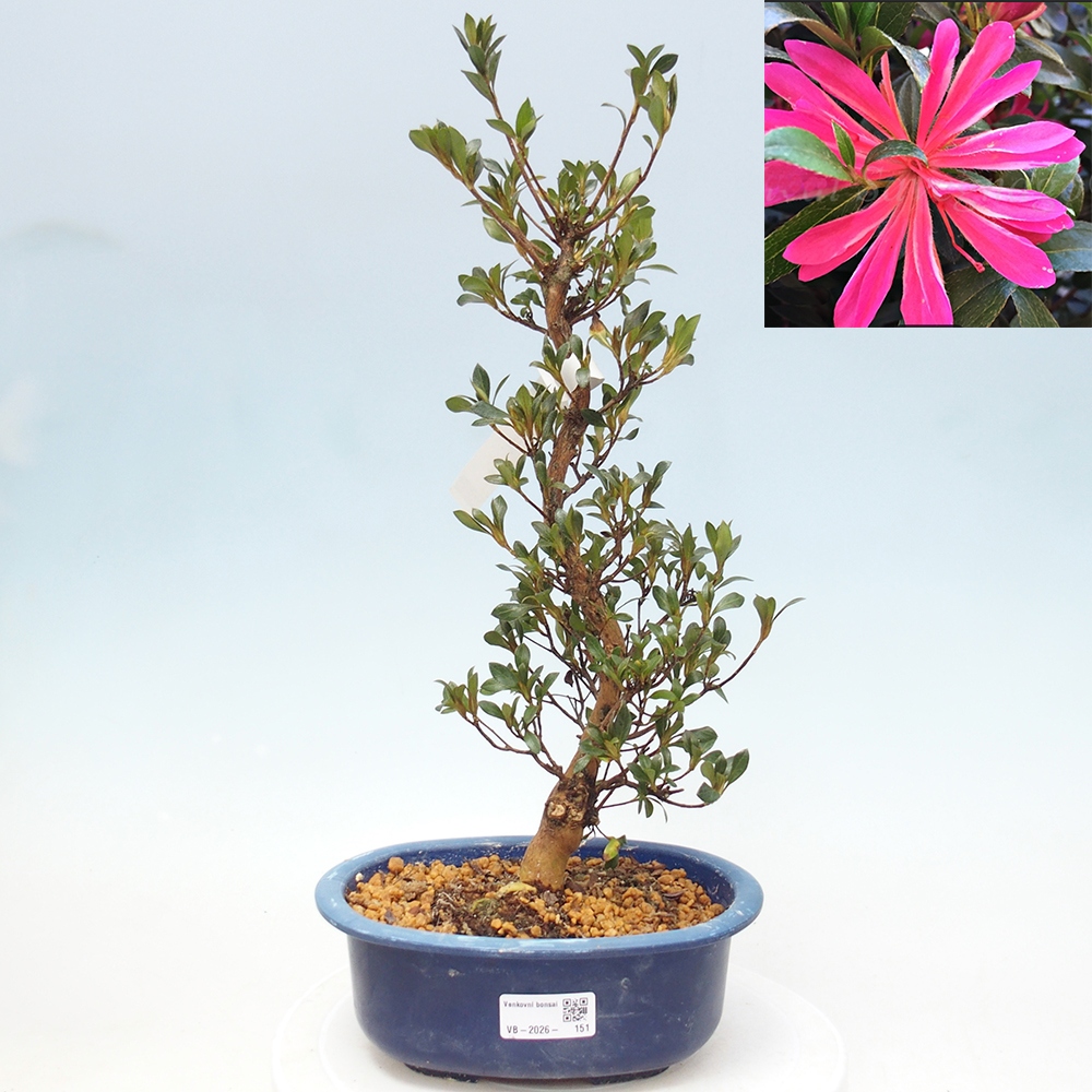 Kültéri bonsai - Japán azálea - Azalea HANABIN