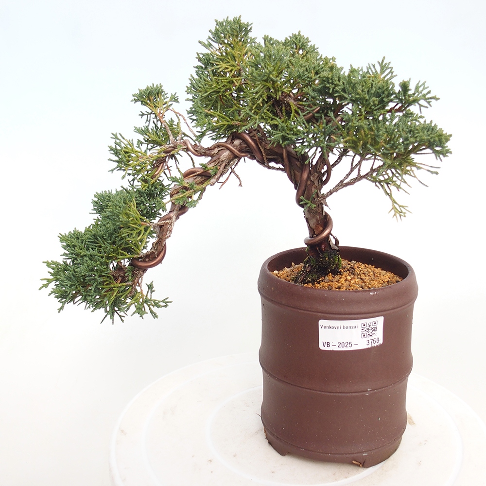 Kültéri bonsai - Juniperus chinensis Kishu