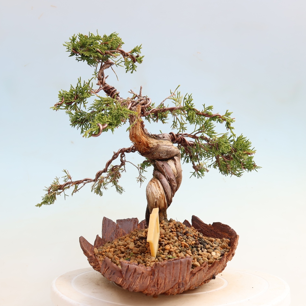 Kültéri bonsai - Juniperus chinensis Itoigawa-Juniperus chinensis