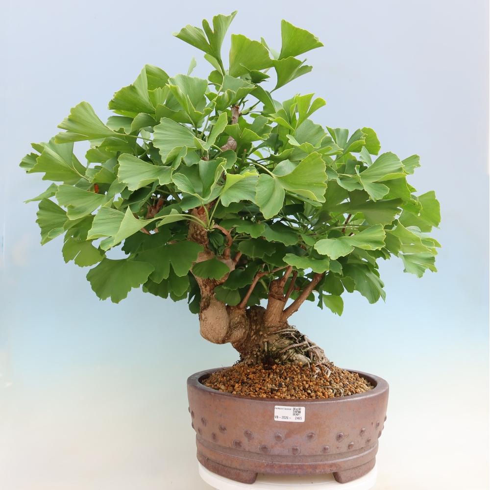 Kültéri bonsai - Ginkgo biloba - Ginkgo biloba