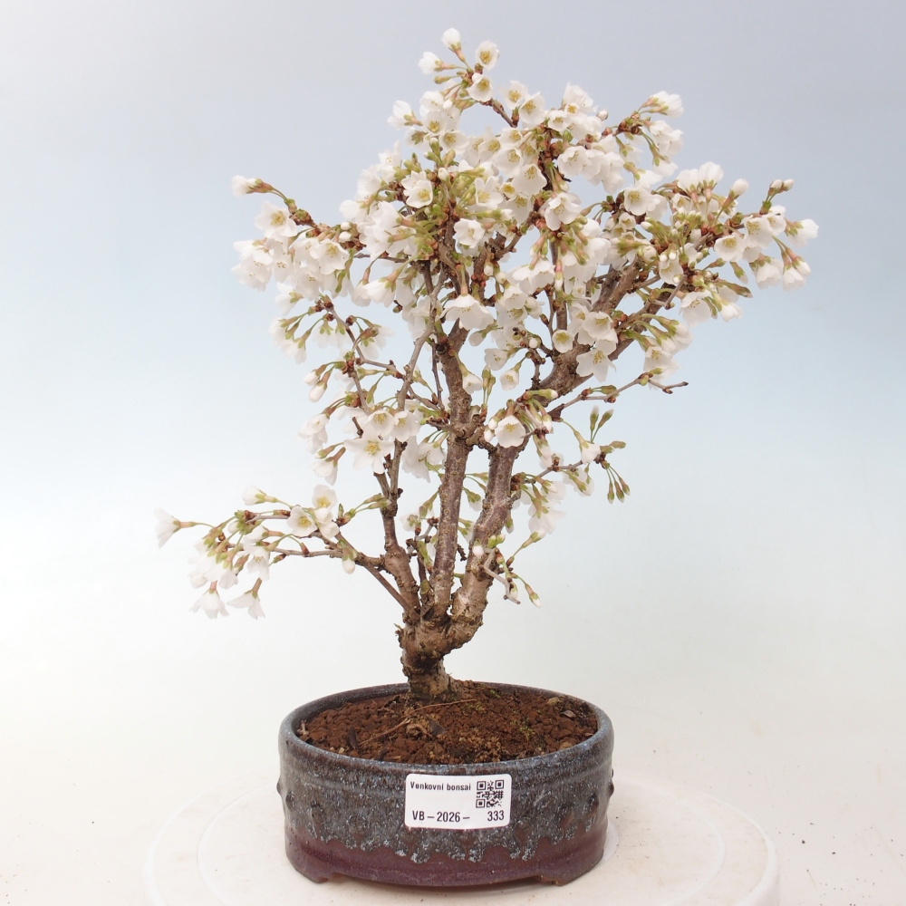Kültéri bonsai - Prunus incisa Kojou-no mai-Plivon kivágva