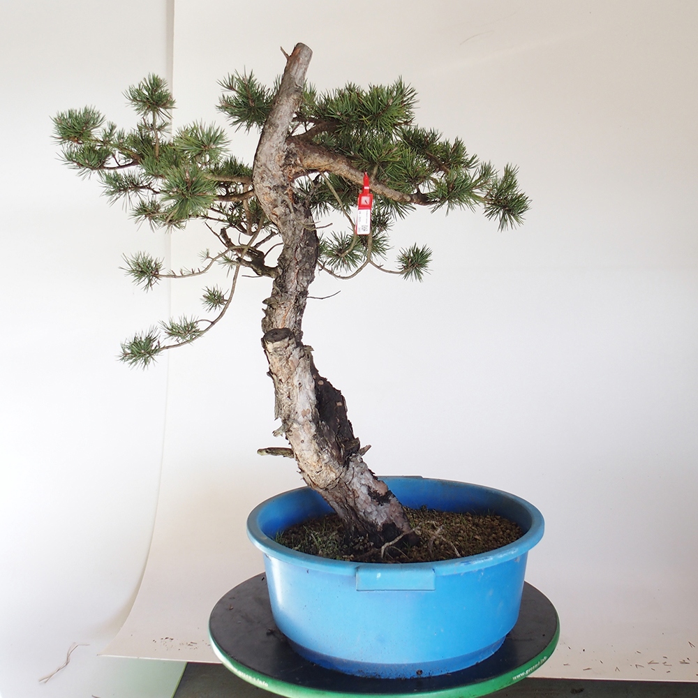 Yamadori - Pinus sylvestris Spanyolország