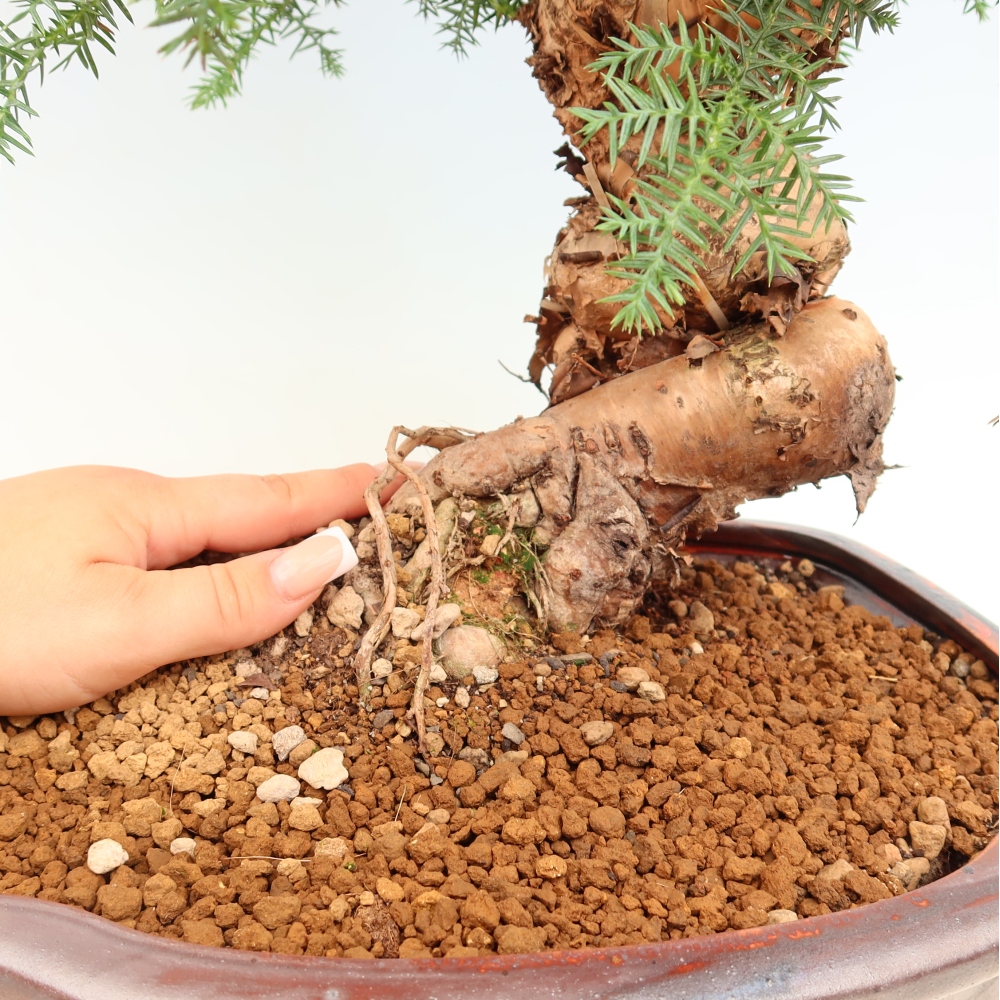 Szobai bonsai - Araucaria - szobai lucfenyő