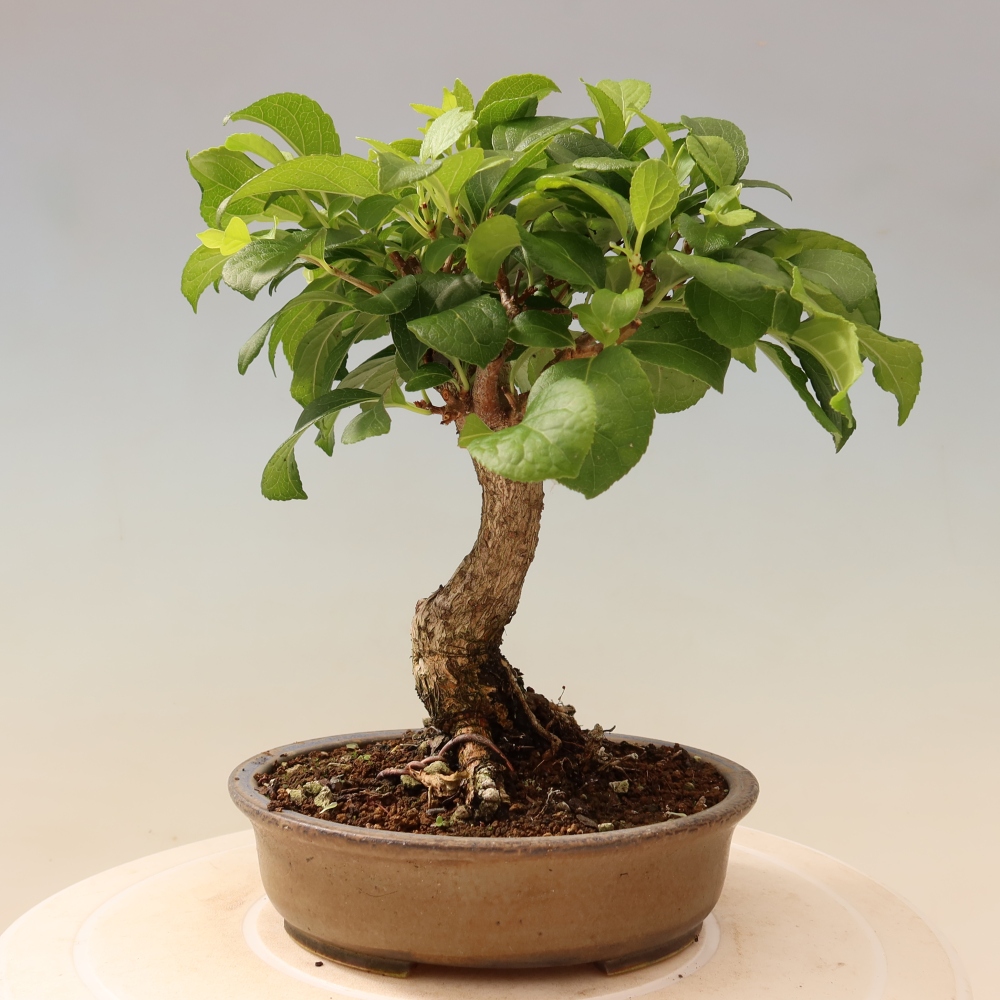 Kültéri bonsai - Celastrus orbiculatus