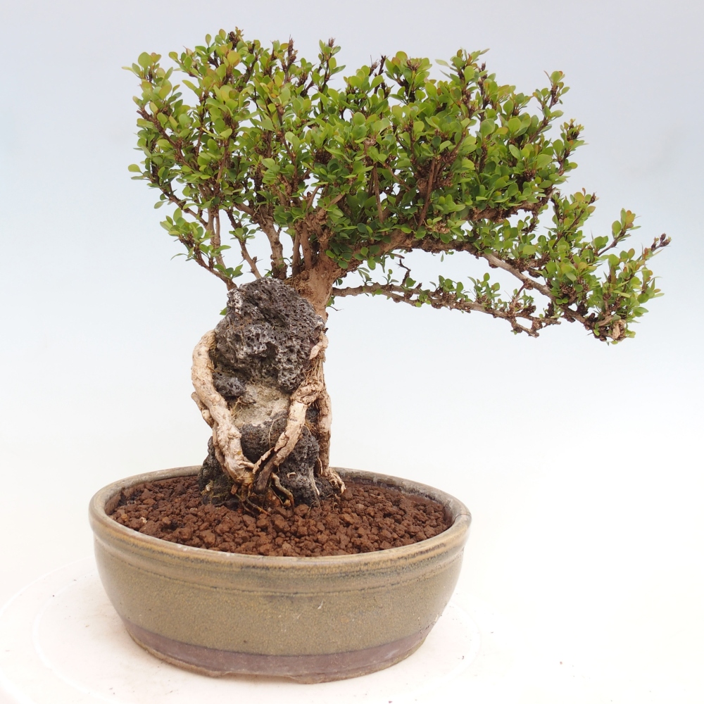 Kültéri bonsai - Berberis coreana