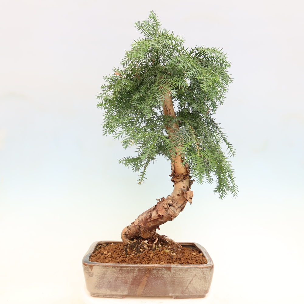Szobai bonsai - Araucaria - szobai lucfenyő