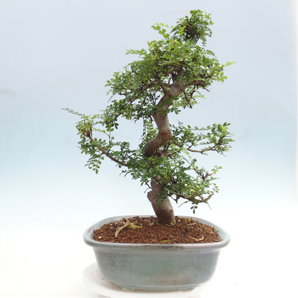 Szobai bonsai - Zantoxylum piperitum - borsfa