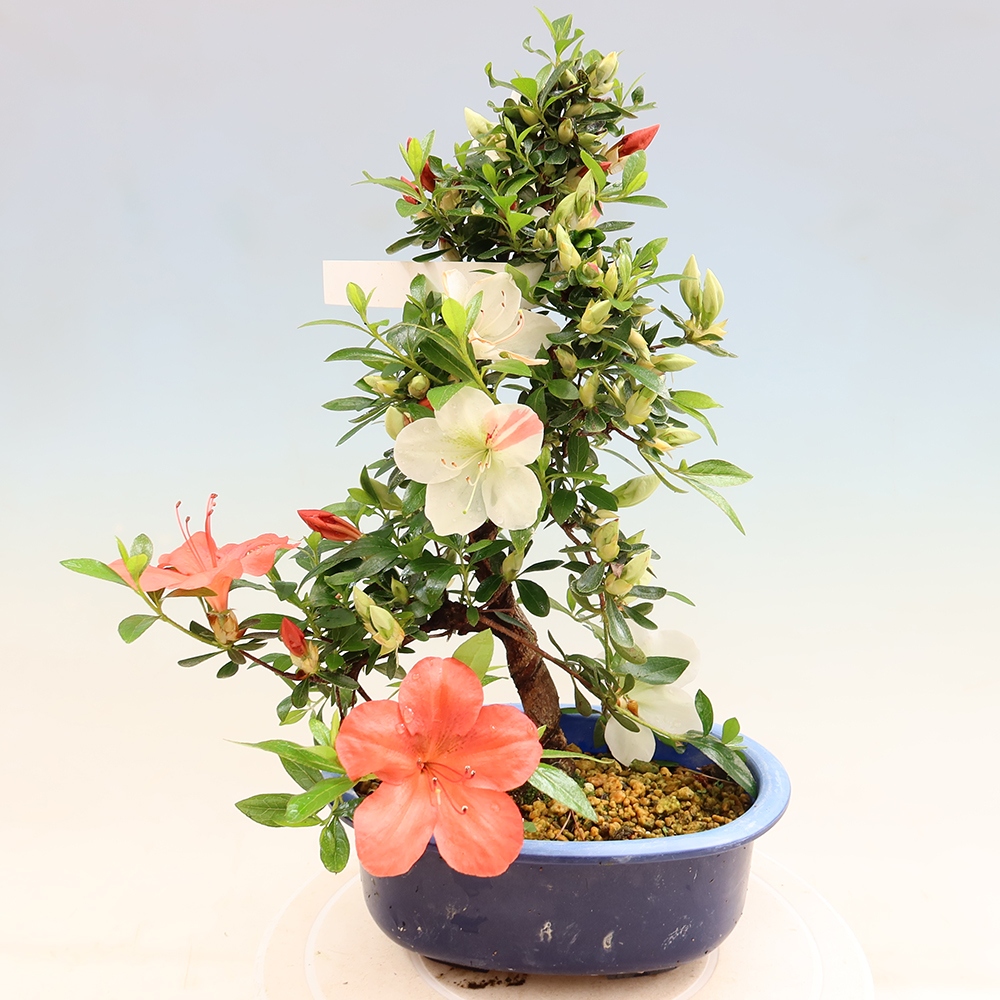 Kültéri bonsai - Japán azálea - Azálea Asahi-no-izumi