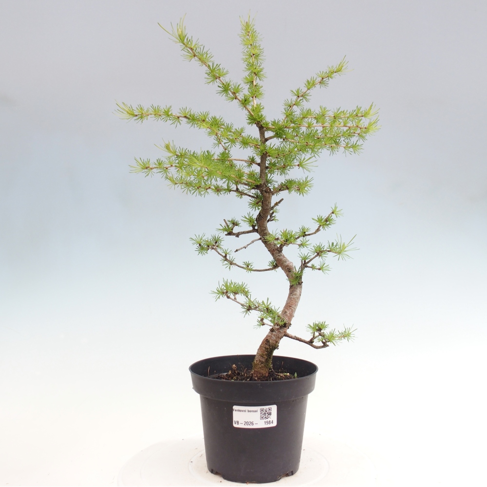 Kültéri bonsai - Larix decidua - vörösfenyő