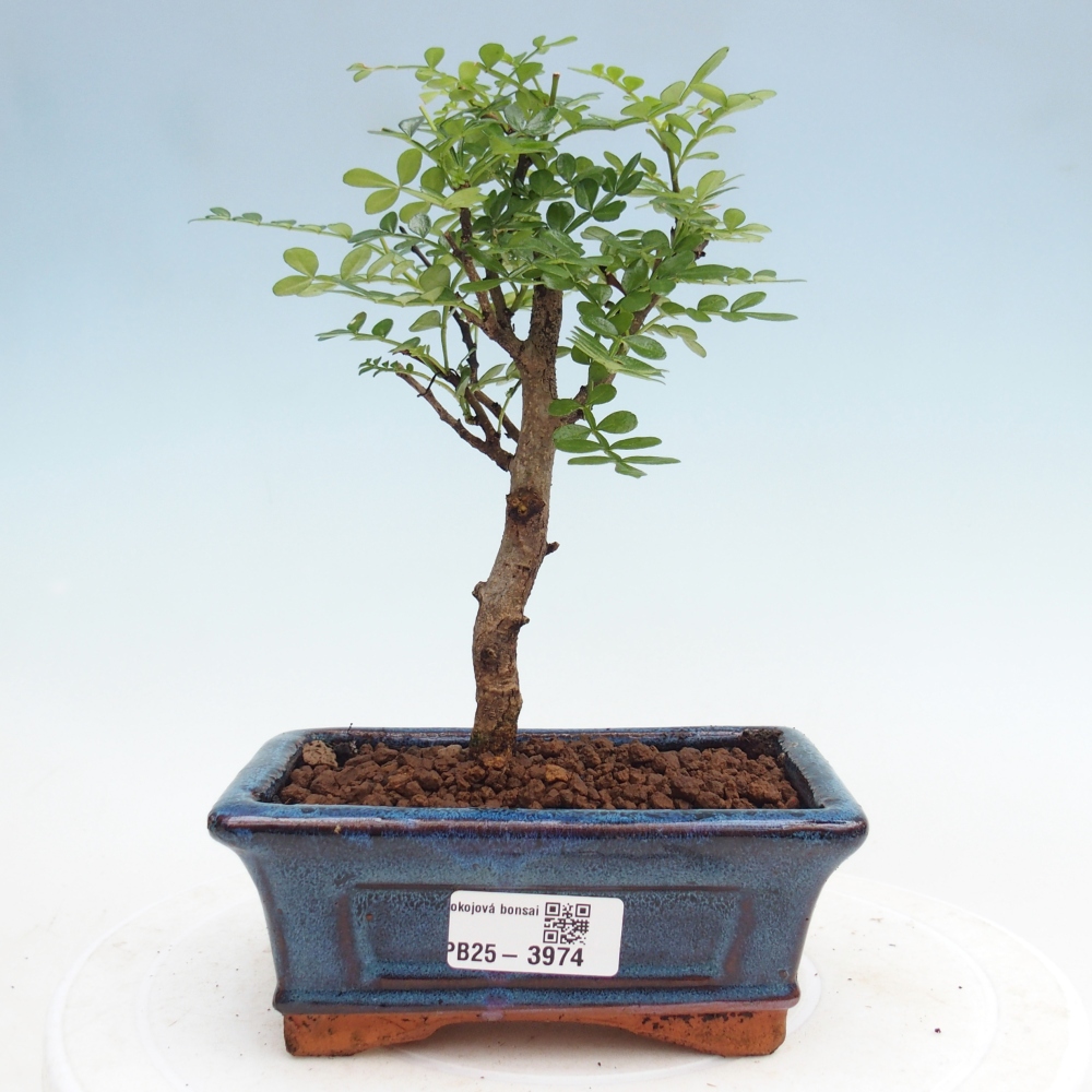 Szobai bonsai - Zantoxylum piperitum - borsfa